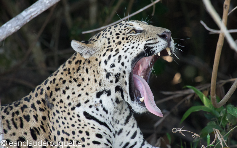 Jaguar - Pantanal Brazil 2015