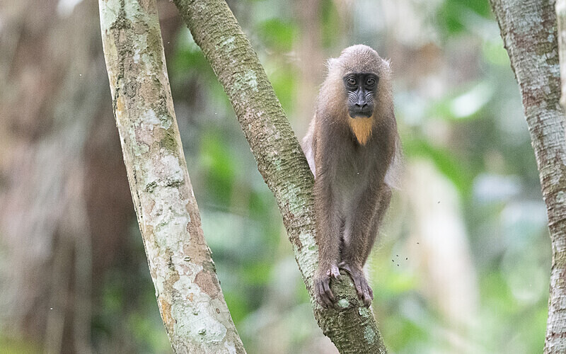 Female mandrill - Parc national de La Lope (Gabon 2024)