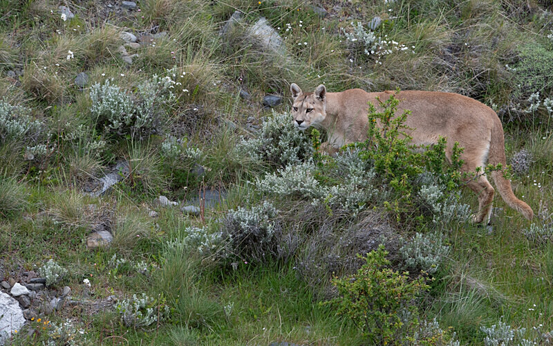 Male Puma - Patagonie Chilienne: Magellan Channel and Torres del Paine N.P.