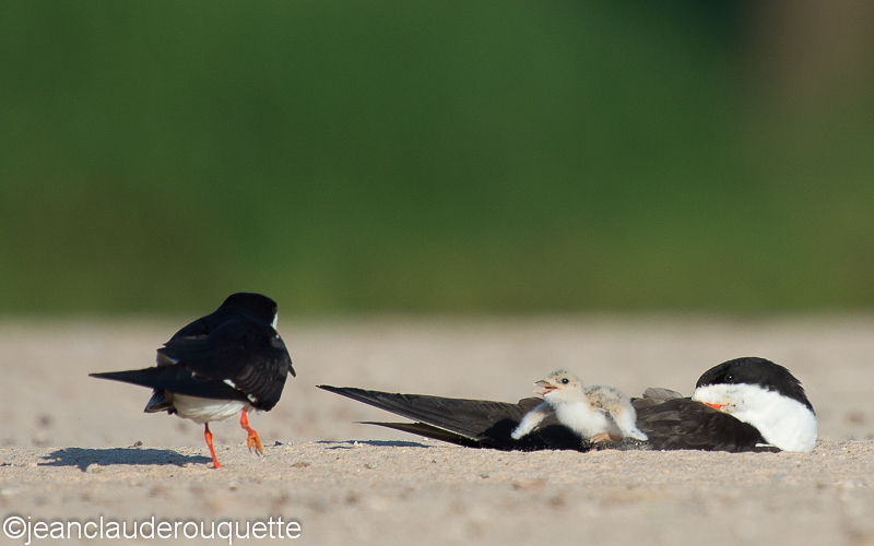 Black skimmers and the chick - Pantanal Brazil 2015