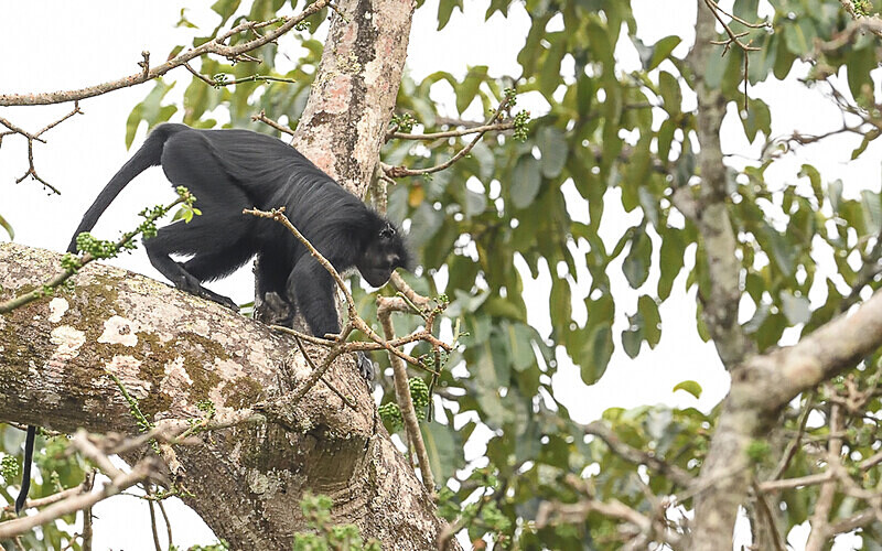 Satanic black Colobus - Parc national de La Lope (Gabon 2024)