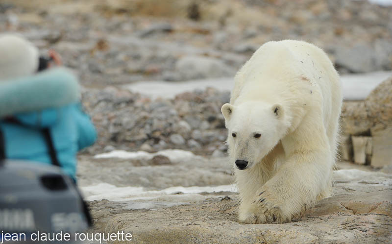 A polar bear and a turist. - Svalbard et Norvège 2011