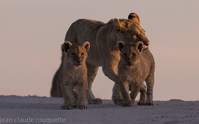  - Kgalagadi transfrontier park (2017)