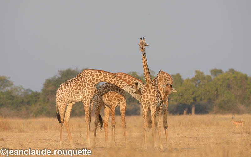 - South Luangwa 2014 (Zambia)
