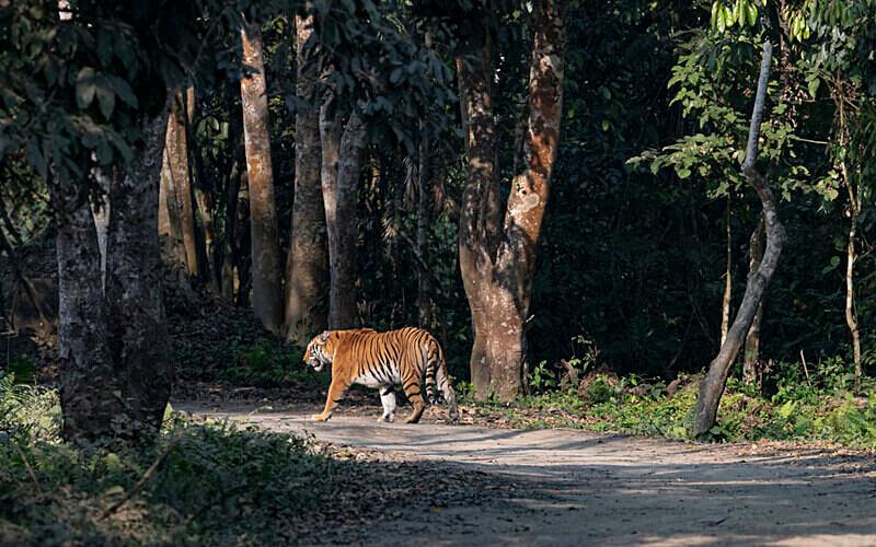 Tigress - Kaziranga National Park Noth East India 2025