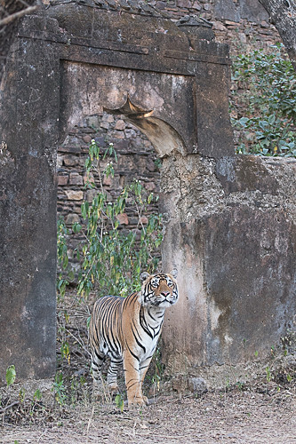  - Ranthambhore 2017