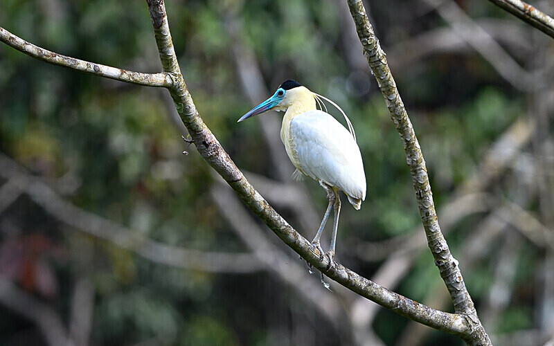Capped Heron - Pacaya Samiria Pérou 2022