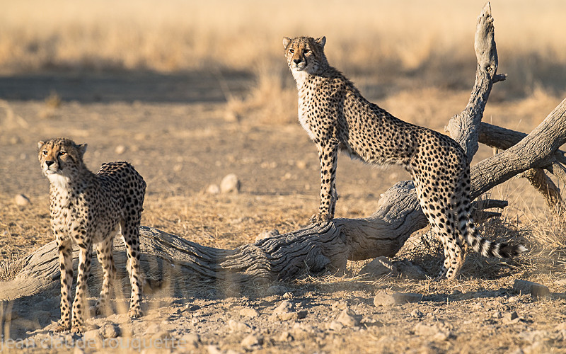 - Kgalagadi transfrontier park (2017)
