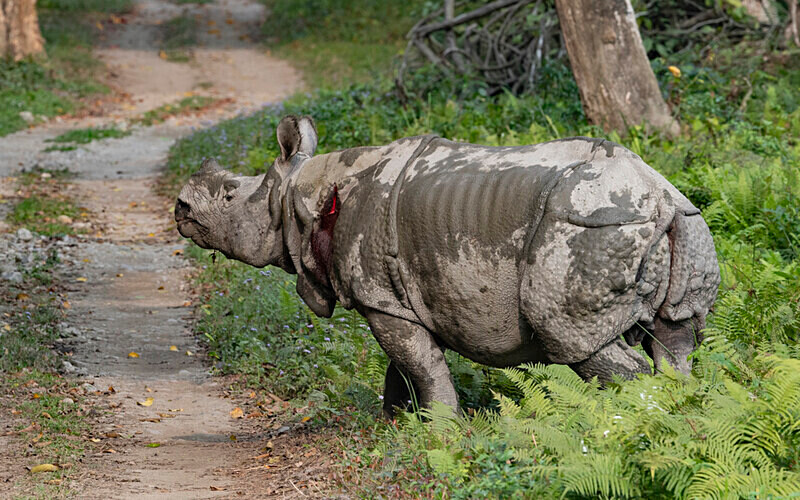  - Kaziranga National Park Noth East India 2025