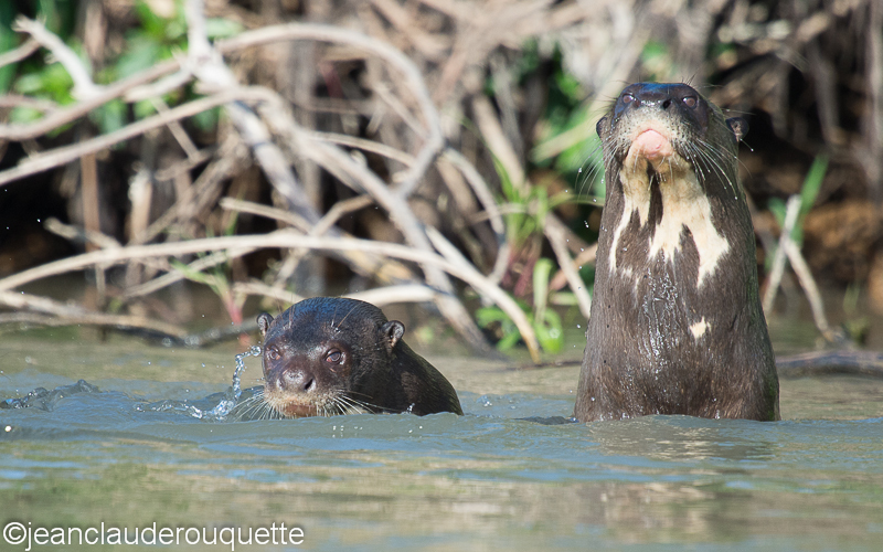Giant otter - Pantanal Brazil 2015