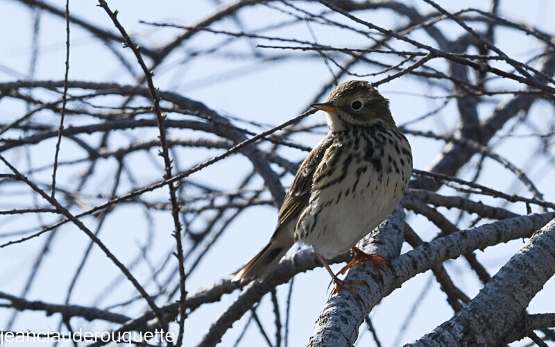 Pipit farlouse - Méditerranée/ Mediterranean