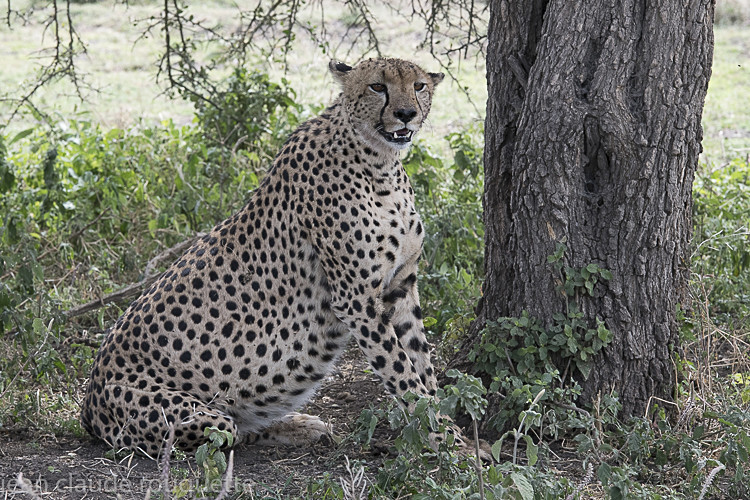  - Serengeti N.P. and N'Gorongoro Tanzania 2018