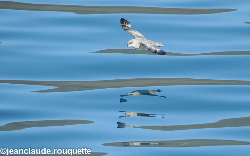 Fulmar - North Canada 2012
