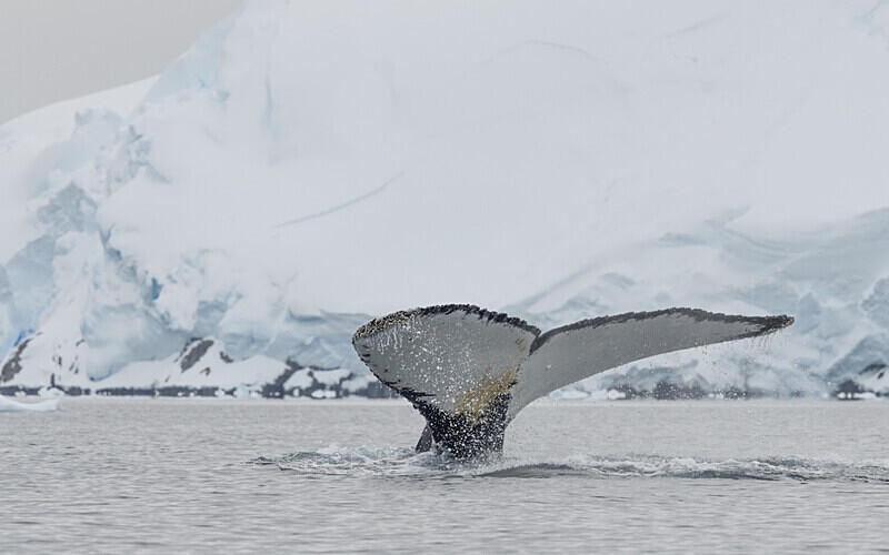  - Ushuaïa Malvinas South Georgia Antartica Peninsula