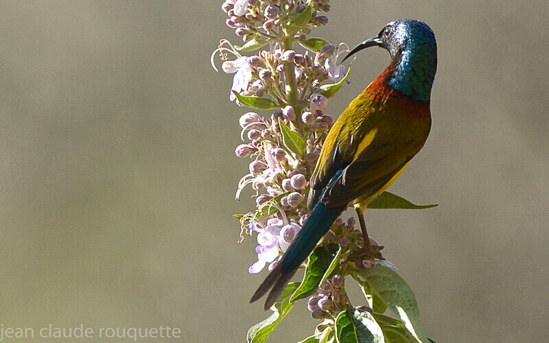Green tailed sunbird - Annapurna conservation area (Népal 2014)