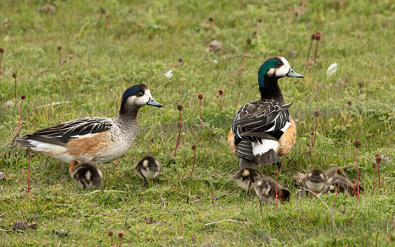 Chileo Wigeon - Patagonie Chilienne: Magellan Channel and Torres del Paine N.P.