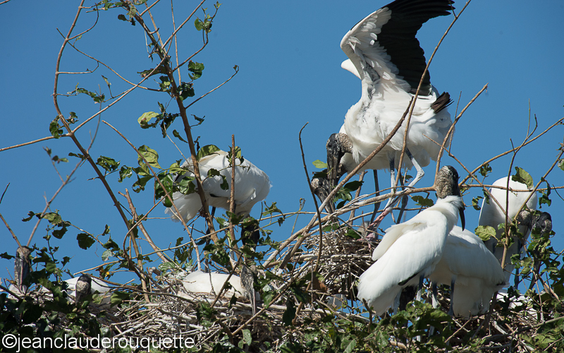 Woodstorks making the nest - Pantanal Brazil 2015