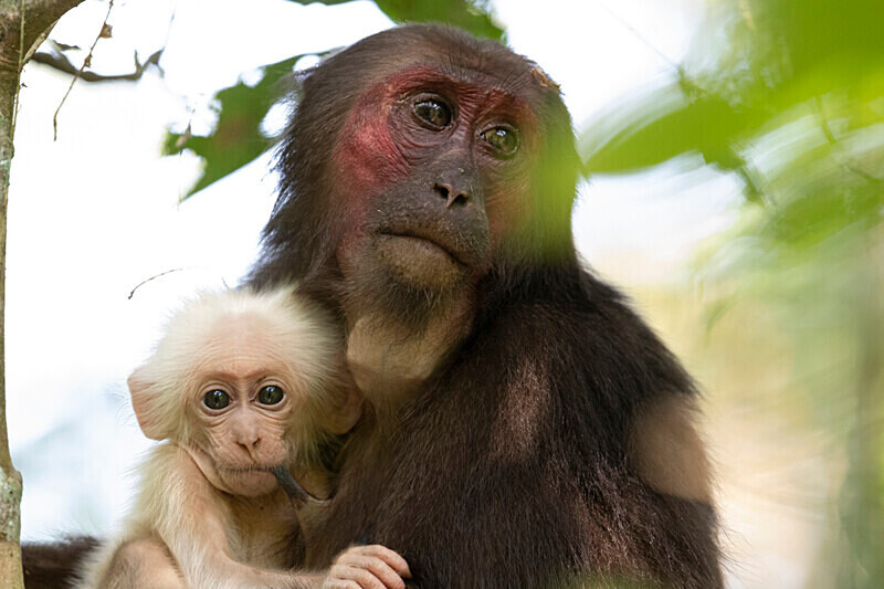 Mother and baby stump-tailed Macaques - Hollongapar wildlife sanctuary North East India 2025