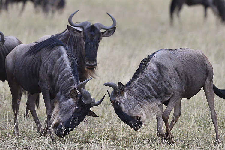  - Serengeti N.P. and N'Gorongoro Tanzania 2018