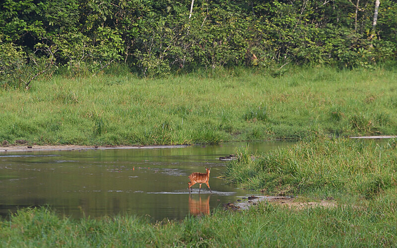 Female sitatunga - Ivindo national park (Gabon 2024)