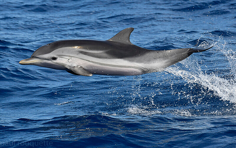 Dauphin bleu et blanc - Méditerranée/ Mediterranean