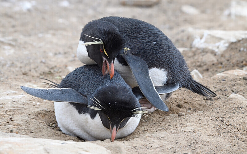  - Ushuaïa Malvinas South Georgia Antartica Peninsula