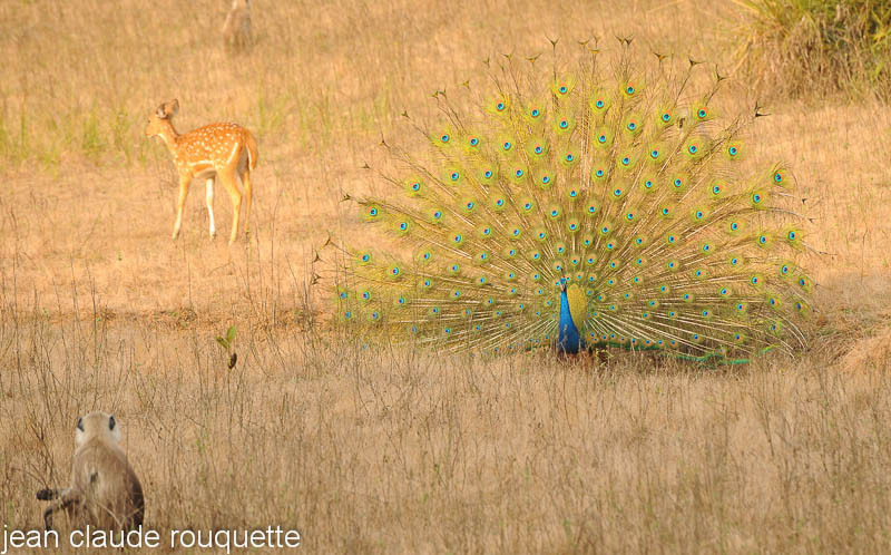 Langur looking at the peacock. - Kanha NP and Bandhavgarh (India 2010)