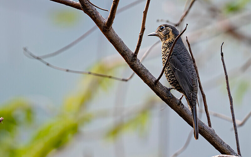Cuckoo - Manas National Park North East India 2025