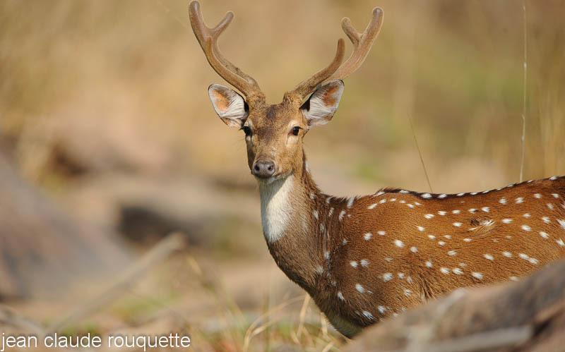 Axis deer. - Kanha and Corbet national parks (India 2011)