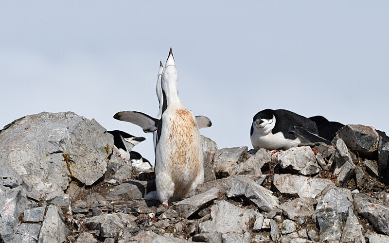  - Ushuaïa Malvinas South Georgia Antartica Peninsula