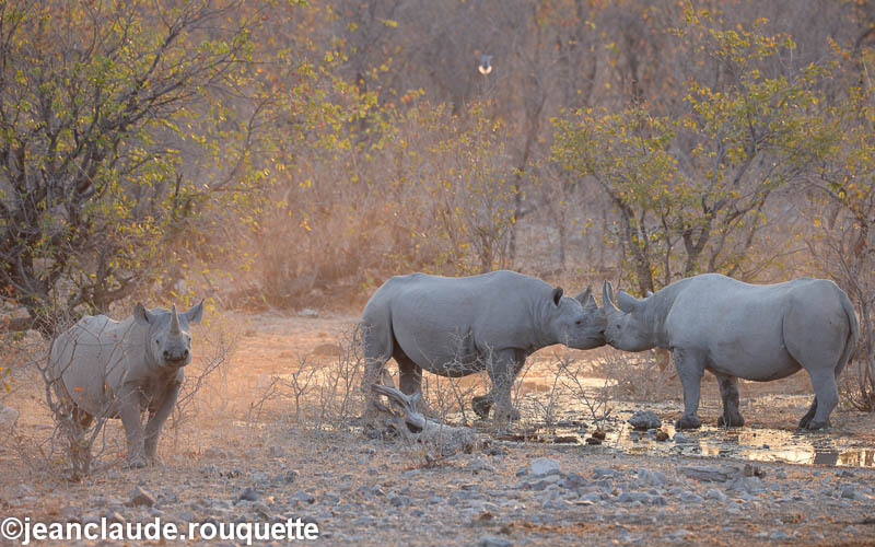 Female black rhino in heat - Etosha N.P.(Namibia 2013)