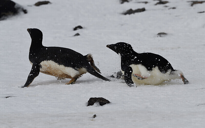  - Ushuaïa Malvinas South Georgia Antartica Peninsula