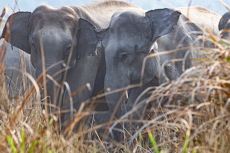 Elephant's crossing - Manas National Park North East India 2025