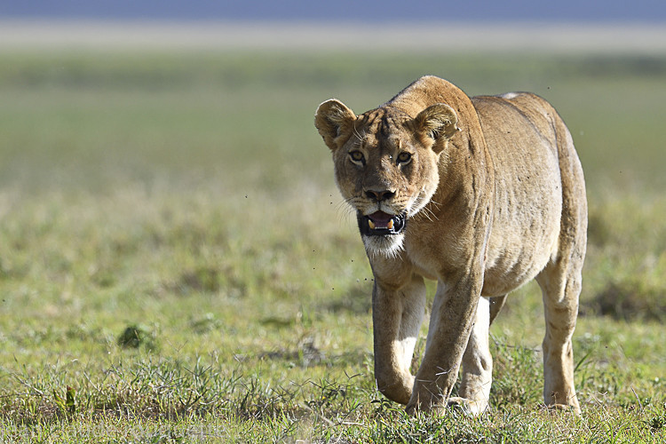  - Serengeti N.P. and N'Gorongoro Tanzania 2018
