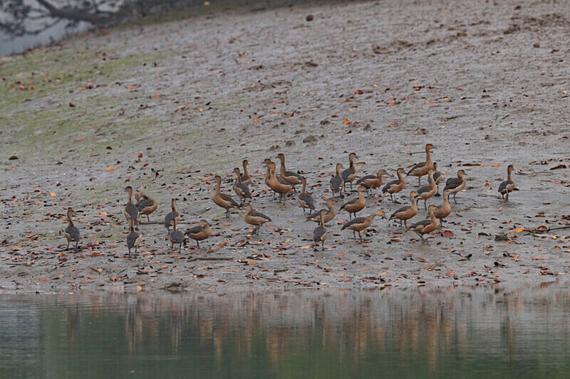 Lesser Whistling Duck - Sundarban National Park North East India February 2025