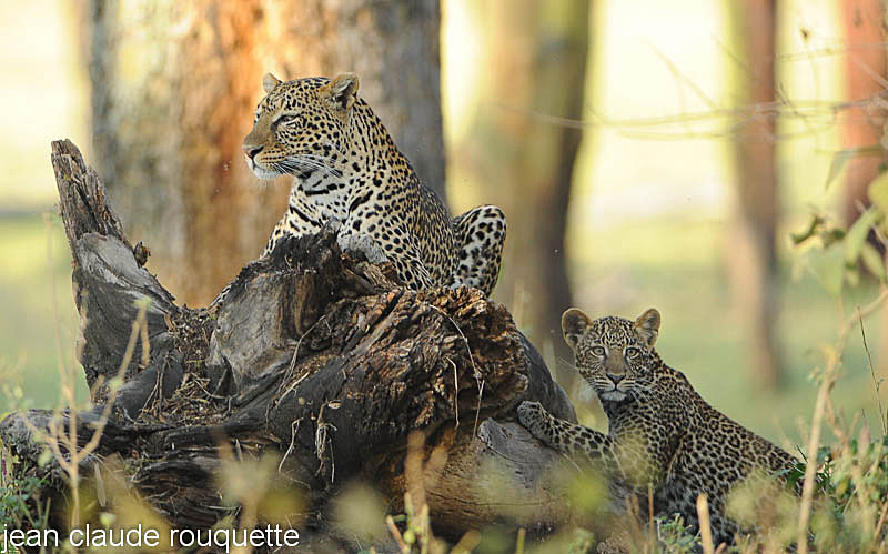 Mother and cub. - Lake nakuru national park ( Kenya 2009)