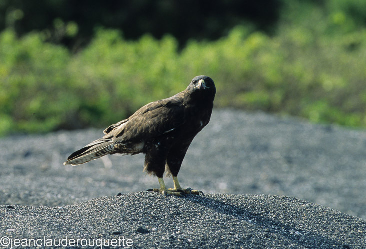 Galapagos hawk (Isabela) - The Galapagos islands, Ecuador 2008