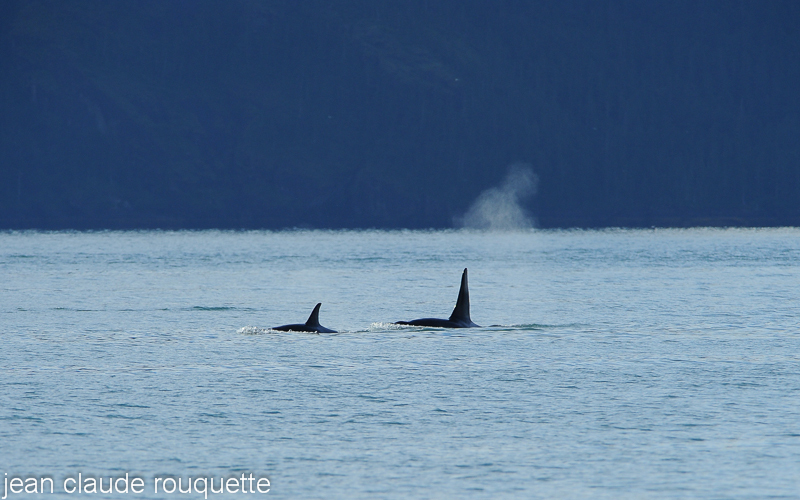 Orcas - Kenai fjord (Alaska 2010)