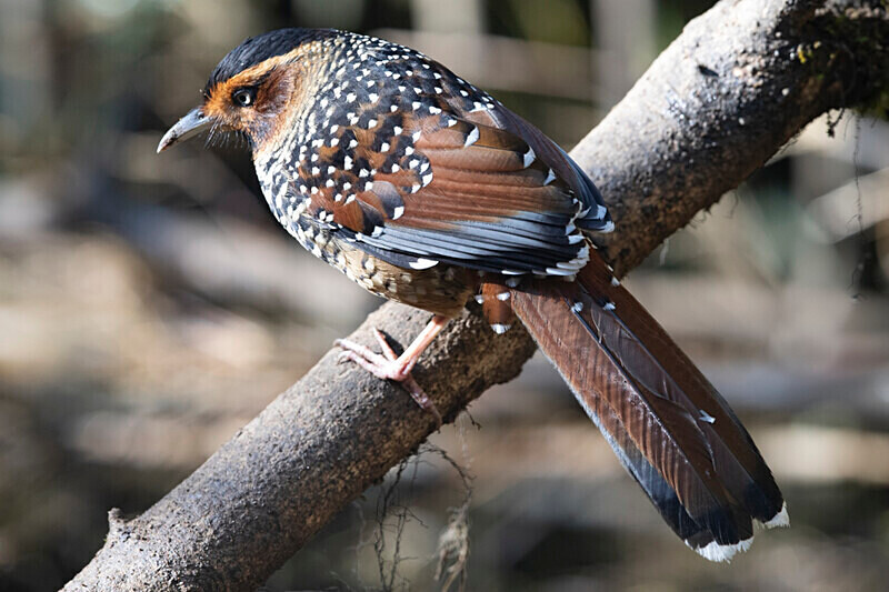 Spotted Laughingthrush - Singalila National Park February 2025 North East India
