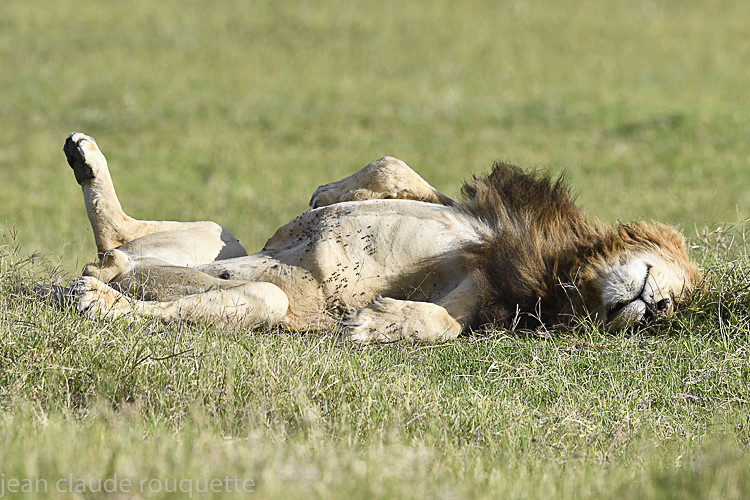 Male sleeping in the crater - Serengeti N.P. and N'Gorongoro Tanzania 2018