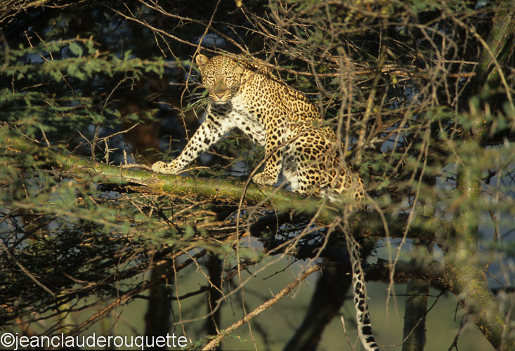Female leopard - Serengeti N.P. and N'gorongoro Tanzania 1998, 2005 and 2006