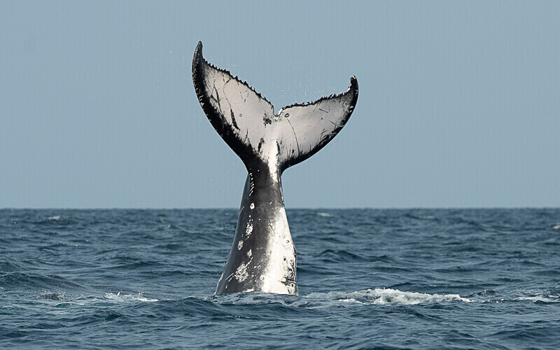 Humpback whale - Loango national park (Gabon 2024)