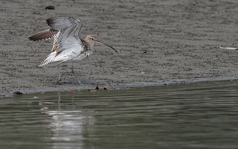 Eurasian Curlew - Sundarban National Park North East India February 2025