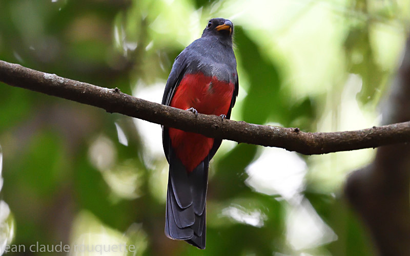 Black-tailed Trogon (female) - Mamiraua (brésil 2018)