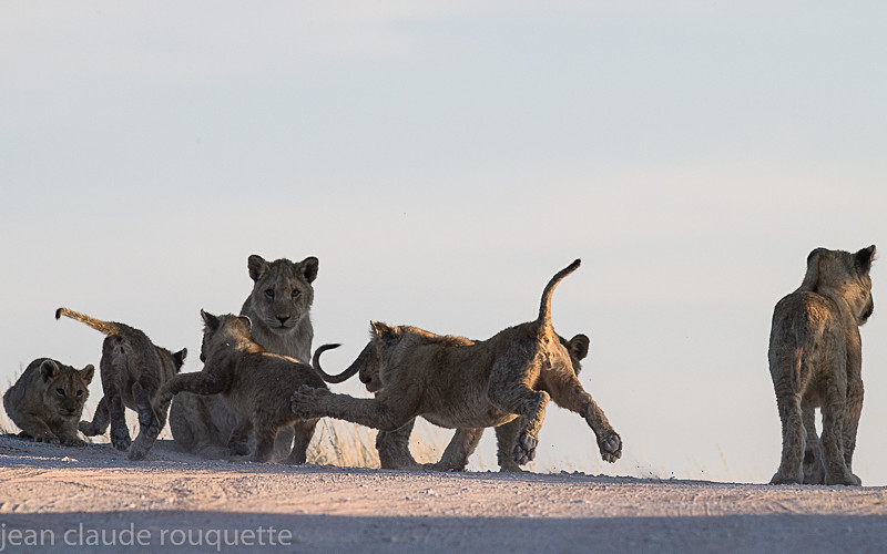  - Kgalagadi transfrontier park (2017)
