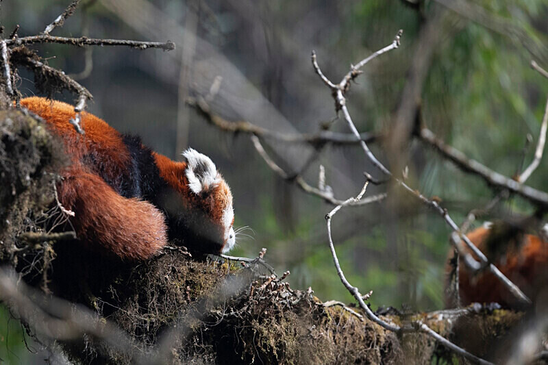 Red Panda - Singalila National Park February 2025 North East India