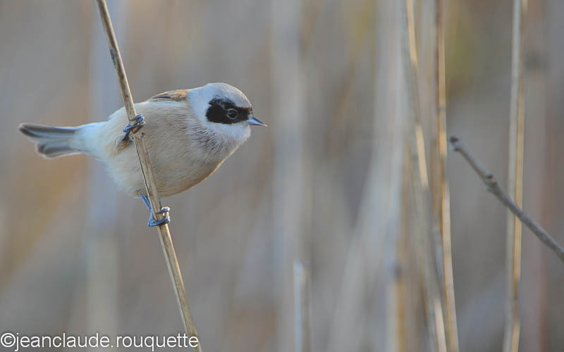 Rémiz penduline. - Méditerranée/ Mediterranean