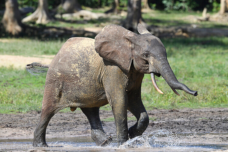  - Dzanga Sangha National Park (République Centrafricaine) 2019