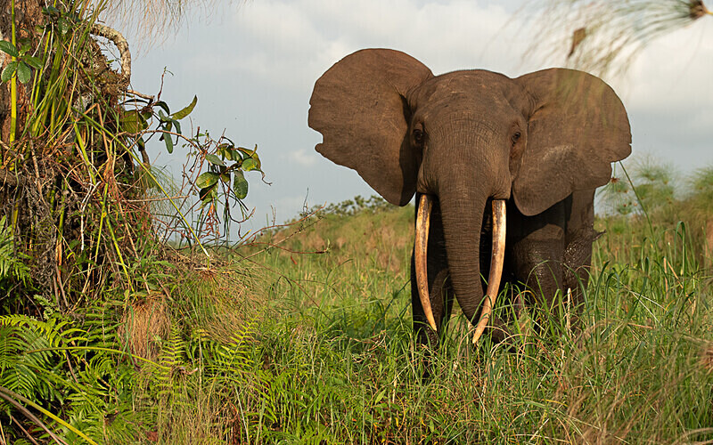  - Loango national park (Gabon 2024)