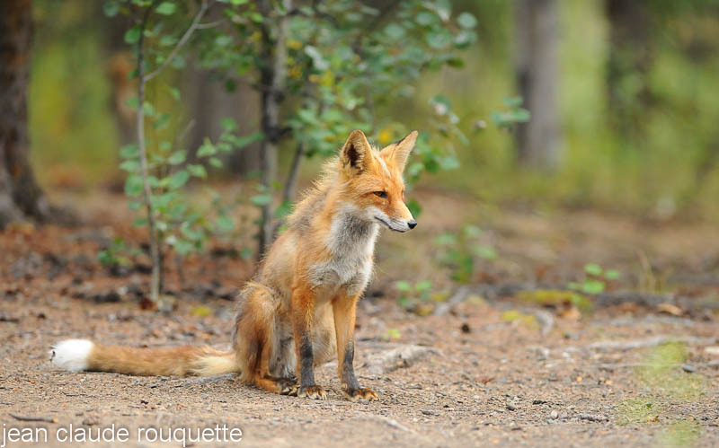 Red fox at the campsite. - Denali national park (Alaska 2010)